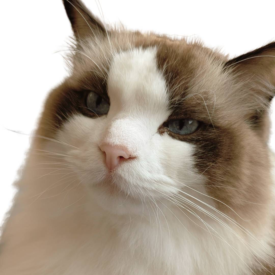 愛猫「モコ」の写真